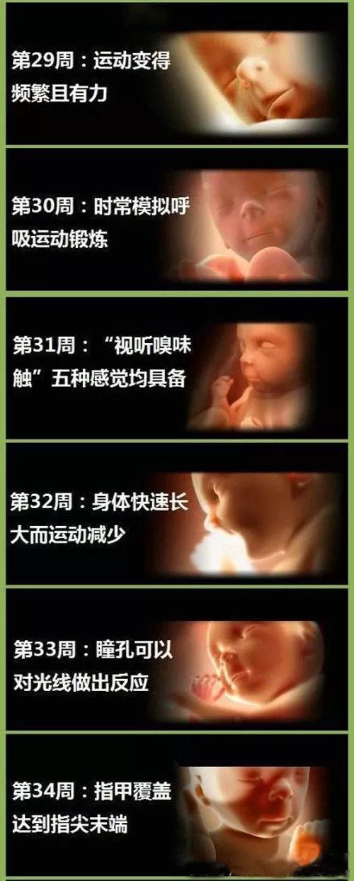 借卵试管代怀过程_借卵试管代怀:生命的传递与奇迹的诞生
