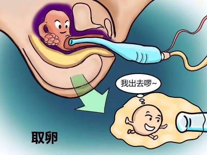 借卵试管代怀产子过程_借卵试管代怀产子:新生命的奇迹过程